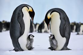 The official site of the pittsburgh penguins. Emperor Penguins Vulnerable To Sea Ice Changes This Century Australian Antarctic Program News 2019