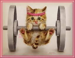 Motivational With Images Kittens Cute Animals Cats