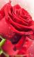 Black Red Rose Wallpaper