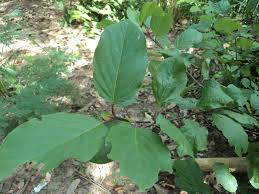 Image result for Mitragyna stipulosa