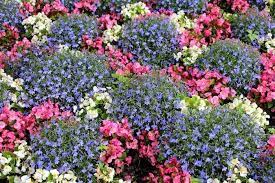 Wanderlust C Est La Vie Dancing Through Sunday Flower Bed Plants Flower Garden Garden Plants