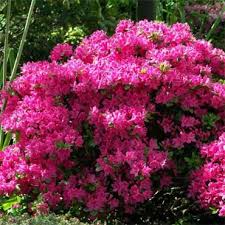 Japanese Azalea Rokoko Evergreen Rhododendron Obtusum Rokoko Rhododendron Plants Buy Garden