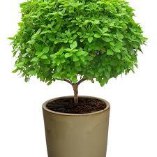 Image result for Ocimum natalense