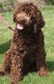 Brtafs Labradoodles Home Labradoodle Chocolate Labradoodle Really Cute Puppies