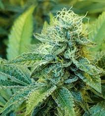 We did not find results for: Chocolate Orange Cream Exotic Genetix Strain Info Growdiaries