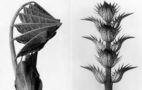 Dark moody nature photography elder tree plant flowers vegetation black and white. Karl Blossfeldt S Black And White Plant Portraits Plant Propaganda