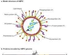 Image of HMPV virus structure