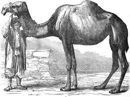Кит фергюсон, грэй гриффин, шон маркетт и др. Cassel S Natural History Vol 3 Of 6 By Various A Project Gutenberg Ebook