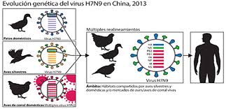 La gripe aviar es una enfermedad infecciosa de las aves causada por las cepas tipo a del virus de la gripe. Gripe Aviar Pasado Presente Futuro 2 El Presente El Sitio Avicola