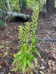 Image result for Sorghastrum fuscescens