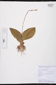 Image result for Liparis nervosa