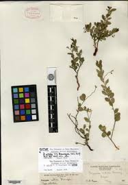 Image result for Polygala melilotoides