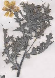 Image result for Argemone ochroleuca