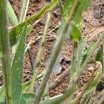 Image result for Digitaria velutina