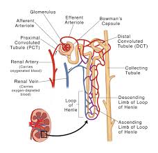 These bones are arranged into two major divisions: Nephron Labeled Diagram Anatomy And Structure