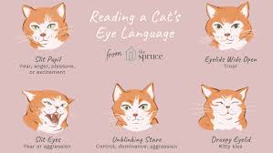 It also represents misfortune and bad luck. Reading The Eyes Of Your Cat