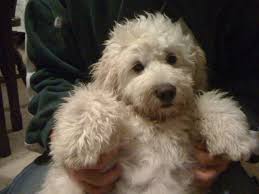 Are you curious about the goldendoodle and it's origin? Pin On Things I Would Like To Have