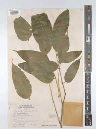 Image result for Angylocalyx boutiqueanus