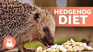 They can't consume milk and dairy products because they are lactose intolerant. What Do Hedgehogs Eat Full Hedgehog Diet Youtube