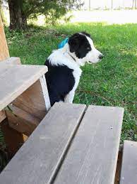 Pin On Border Pyrenees