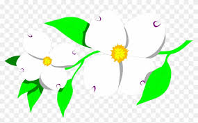 Flower is an unincorporated community in braxton county, west virginia, united states. Free Stock Photos North Carolina State Flower Free Transparent Png Clipart Images Download