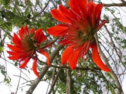 Image result for Erythrina madagascariensis
