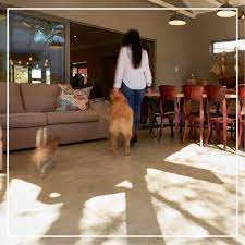 Why Cement Floors Are Pet Friendly Pet Accidents Cement Floor Pets