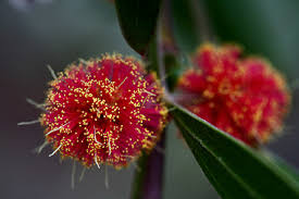 Image result for Acacia lasiopetala