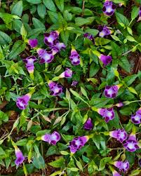 Image result for Linderniaceae