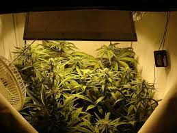 An optimal method for watering is to place a 150 liter water barrel in the corner of your grow room. Thermometer Placement