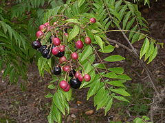 Selain berperan penting dikuliner india, daun kari juga memiliki manfaat di dunia pengobatan dan kosmetik india. Pokok Kari Wikiwand