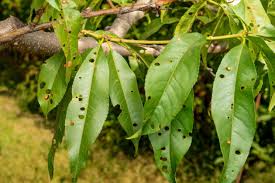 Image result for antraknóza ořešáku