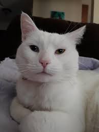 White Cat With One Blue Eye And One Green 2025