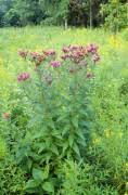 Image result for Vernonia infundibularis