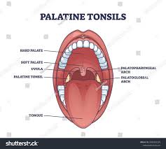 Image result for tonsilla palatina