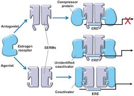 Image result for Selective Estrogen Receptor Modulator