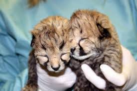 Kenya safari dream trip scene. Today S Distraction A Moment Of Cute With Cheetah Cubs New Hampshire Public Radio