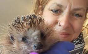 UPDATE Igelschutz: Mähen nur am Tag und nie unter Hecken!