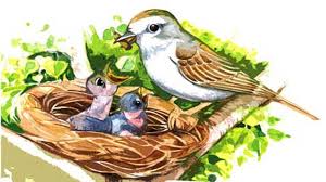 Image result for चिड़िया दाना खाती
