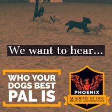 Our tips and tricks will help get your pup trained in no time! Phoenix Academy Of Dog Training And Behaviour We Love Seeing Our Dogs Form Friendships Let Us Know In The Comments Who Your Pups Best Pal Is And Don T Forget To Tag
