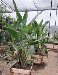 Image result for Strelitzia nicolai
