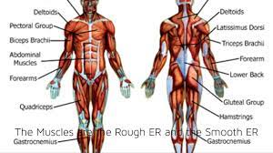 The human body is an incredible machine. My Cell Analogy Project The Human Body Youtube