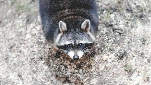 Tips on finding a pest control professional. 5 Ways To Get Rid Of Raccoons Pest Control Services Burlington Oakville Pest Extermination