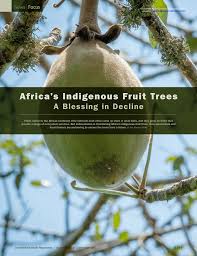 Fruit trees stock photos and images. Pdf Africa S Indigenous Fruit Trees A Blessing In Decline