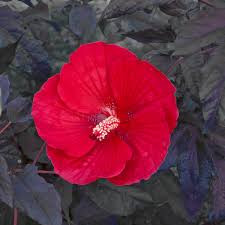 Image result for Hibiscus noldeae