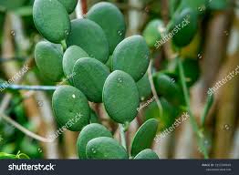 Image result for Xerosicyos