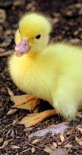 Pin By Joserefos On Wallpaper Cute Ducklings Baby Ducks Duck Wallpaper