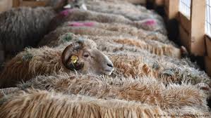 Egyptian forecasters said high winds and a sandstorm hit the area on tuesday, with winds gusting as much as 31mph. I P7jue4mrepym