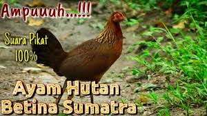 Suara Pikat Ayam Hutan Betina Sumatra Coba Buktikan Youtube