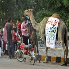 Camel for sale in pakistan. Faisalabad A Lady Selling Camel Milk At Canal Road Pakistan Point